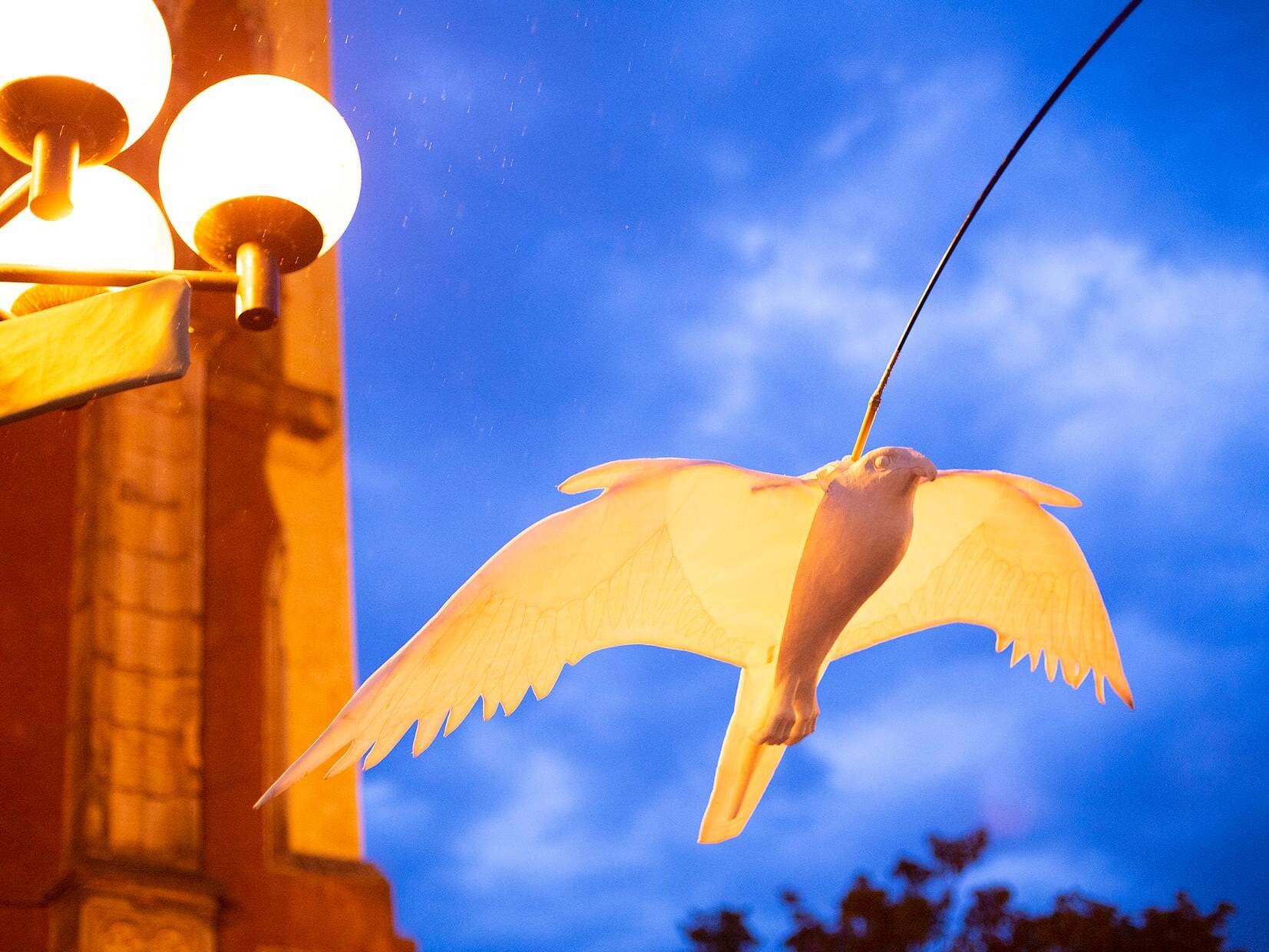 S rozpětím křídel 2 metry poletují naši sokoli ve 5 metrové výšce, lehce klouzají ve větru, elegantně propojeni se svým průvodcem dole na zemi.